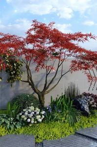 红枫树苗日本红舞姬中国三季红美国红枫庭院别墅四季庭院栽种耐寒