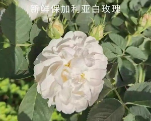 2023年新鲜保加利亚白玫瑰鲜花花朵花蕾一样价顺丰到付四月底发货