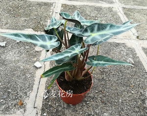小仙女(单棵与盆栽出售) 室内阴生植物