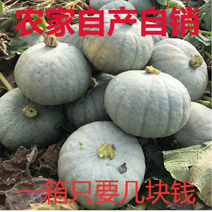 新疆银栗南瓜贵族翻瓜干面甜非贝贝老板栗宝宝辅食蔬菜5 10斤包邮