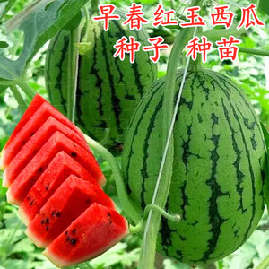 进口礼品西瓜种子早春红玉小西瓜种籽日本红玉脆甜包邮高产甜度高