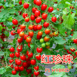 樱桃番茄种子 特色圣女果种子 荷兰进口 小番茄种子 包邮 红珍珠