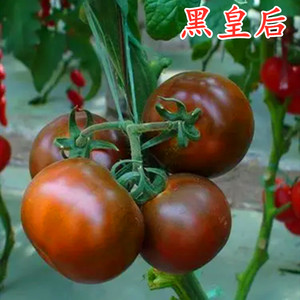 黑番茄种子紫黑色大番茄种籽特色西红柿四季蔬菜高产包邮黑皇后