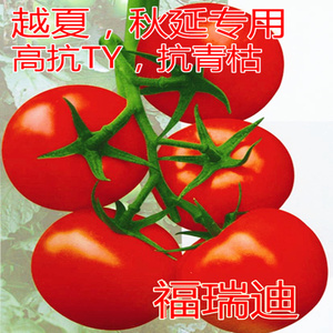 番茄种籽西红柿种子以色列进口耐热大红高产抗病包邮蔬菜福瑞迪