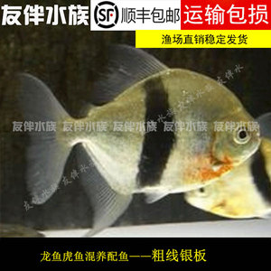 粗线银板鱼龙鱼配鱼 热带鱼观赏活体粗线银版8-9 14-16CM包邮