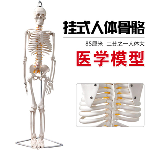 医学人体骨骼模型170cm韧带肌肉骨架全身小白仿真骨骼构造骷髅
