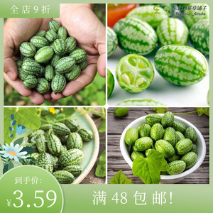 进口拇指西瓜种子  观赏黄瓜可食用四季阳台趣味盆栽