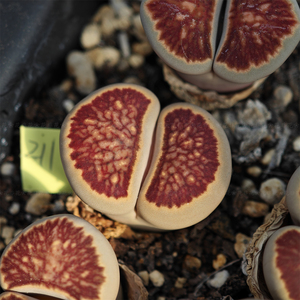红窗菊菊纹章 3.5年番杏科生石花花非花园艺多肉植物趣味一物一拍