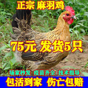土鸡活苗半斤麻羽鸡活苗正宗青脚绿壳蛋鸡高产蛋母鸡散养脱温小鸡