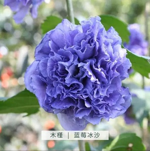 老园丁月季园 蓝莓冰沙 木槿灌木盆栽树苗紫玉蓝色雪纺重瓣大花