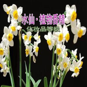 水仙花香精 浓缩植物香料 唇膏面霜加香剂 沐浴露洗手液增香剂