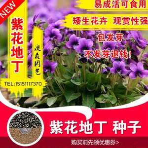 紫花地丁种子苦地丁花卉种籽药用野菜药材盆栽家庭阳台庭院种堇菜 阿里巴巴找货神器