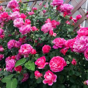 伊蕾月季 伊蕾月季品牌 价格 阿里巴巴