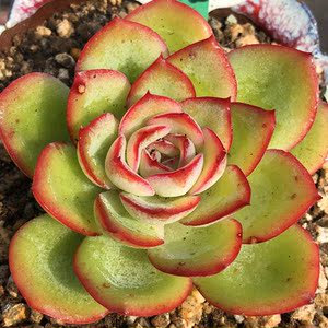 多肉花植物透明 多肉花植物透明品牌 价格 阿里巴巴 多肉花植物透明 多肉花植物透明品牌 价格 阿里巴巴