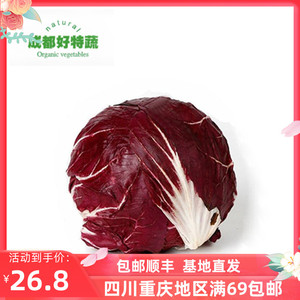 落地球生菜紫菊苣新鲜沙拉蔬菜包邮Radicchio  Round 500克