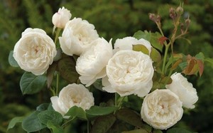 园丁日记 威廉和凯瑟琳 大卫奥斯汀玫瑰抗寒纯洁白色月季花苗盆栽
