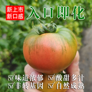 海阳味道浓郁小西红柿草莓柿子酸甜有味孕妇宝辅食籽有机种植番茄