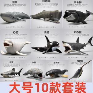 大号仿真海洋动物玩具生物鲨鱼海豚3儿童4鲸鱼男孩海底世界鱼模型