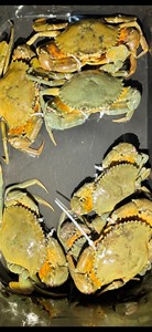 深圳南山自己捉的野生青蟹二两到一斤的，肉蟹，杠杠肥美，都是野