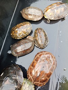花龟草龟巴西龟公母都有。大小都有。大小价格不一样