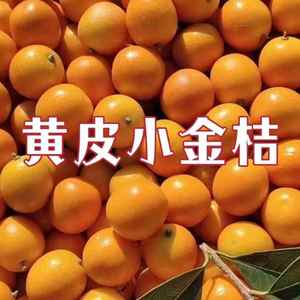 广西桂林阳朔金桔油皮新鲜水果橘子特产孕妇酸甜5斤大果包邮