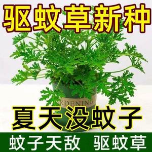 【种它没蚊子】驱蚊草种子香叶天竺葵籽防蚊子盆栽室内外阳台植物