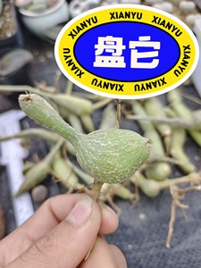 多肉块根植物，枫叶苦瓜，潮流块根