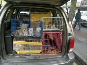 广西南宁 柳州 桂林宠物全国托运服务，邮寄猫咪，狗狗，支持空