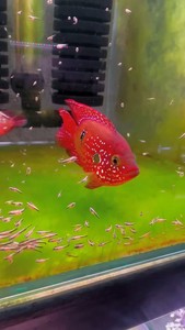 血钻球体红宝石种鱼5-6公分35元/对，线上繁殖种鱼带娃鱼4