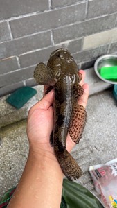 超大巨型沙塘鳢尺寸18-21cm原生冷水鱼 观赏鱼 土步鱼