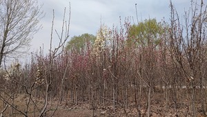 北京市平谷区自家苗圃基地，红粉花玉兰和白花玉兰出售都树型好.