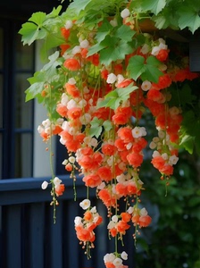垂丝海棠花种子籽子爬藤植物易活四季开播种开花室内室外植物种孑