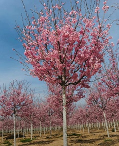樱花树树苗大概有500多株。树身的直径在6公分到10公分不等