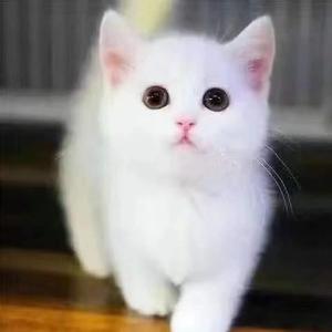 中华田园猫农村土猫便宜小猫咪活体黑白猫幼崽橘白猫幼猫家养真猫