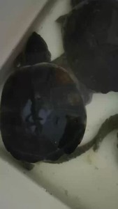 鳄龟种母，35只，6-8斤左右一个，200斤左右，全品小瑕疵