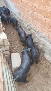 猪场常年出售精品黑猪！沂蒙黑，里岔黑，莱芜黑，烟台黑，北京黑