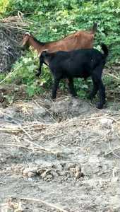 努比亚黑山羊活羊黑山羊小羊活苗纯种黑山羊孕母羊活体小羊羔养殖