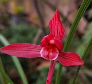 新店开张 兰花苗春兰 【汗血宝马】 浓香型 花卉阳台室内办公