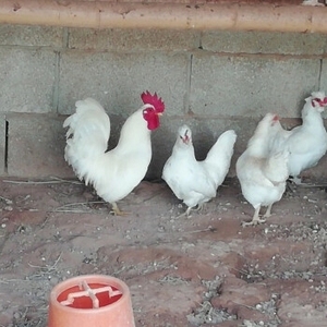 种鸡蛋，小体白元宝鸡/波兰帽子鸡/五黑一绿鸡种蛋，自家散养的
