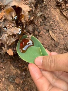 野生蜂蜜土酸蜜土酸蜂蜜，蜂蜜中的劳斯莱斯，蜜中之王。挖地三尺