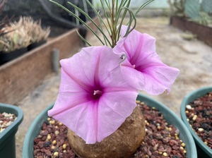 Ipomoea bolusiana/布鲁牵牛种子/非何鲁牵牛