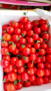 5斤广西圣女果小西红柿千禧圣女果小番茄新鲜孕妇水果整箱批发。