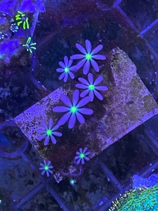软体珊瑚，手星花，绿心小手星花珊瑚，30一盘5－8头左右，运