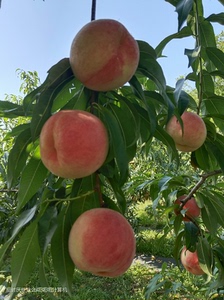 绿化九桃子桃苗嫁接枝条接穗，个头大口感好，产量高。