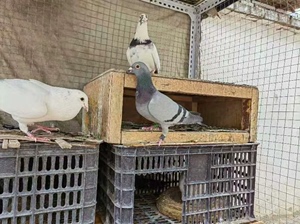 从上海邮寄的鸽子，有公棚鸽，特比环，有肉鸽，需要的联系