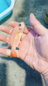 出售三湖慈鲷岩栖类橙小丑母鱼，母鱼，母鱼，美系子代，繁殖利器