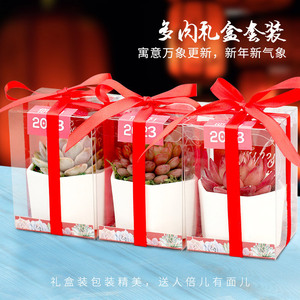 三八节多肉礼盒伴手礼多肉植物小盆栽植物节日礼物促销礼品