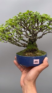 矮霸小叶榆榉微型盆景盆栽日本进口