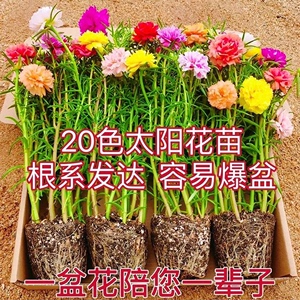 （27个颜色）100支重瓣太阳花苗带根带土球盆栽花苗植物月季