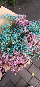 出一束五彩缤纷的勿忘我干花，包括蓝色、粉色和白色等颜色。这些